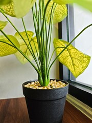 The plant is placed by a window, with natural light highlighting its fresh appearance, and the...