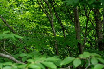 Lush Green Forest with Dense Foliage – Natural Wilderness Scene