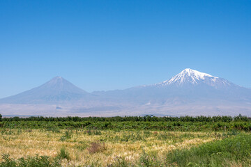 Mount Ararat with snow peak and wheat field