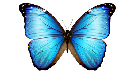 Fototapeta premium Blue Morpho Butterfly: A Vivid Close-Up of Nature's Masterpiece