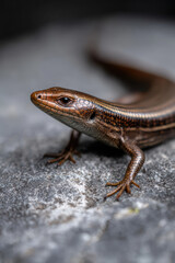 Naklejka premium Skink on Gray Stone: Shiny Body Texture on Clean Background