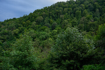 Forested hills and valley under clouds