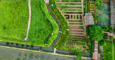 Aerial view from drone capturing vegetable plants  in countryside farm