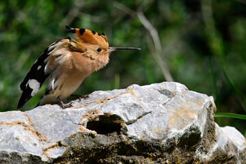 augeplusterter Wiedehopf // fluffed up hoopoe (Upupa epops) © bennytrapp