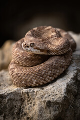 Close-up of a Snake Coiled on a Rock