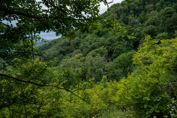 Lush green forest landscape in summer