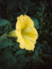 Botanical garden scene of yellow flower with leaves and foliage during evening.