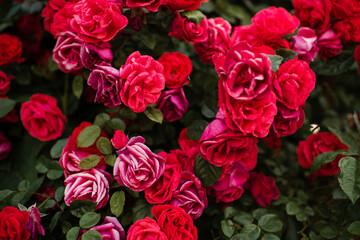 Floral background of red rose flowers in garden close up. Summer season.