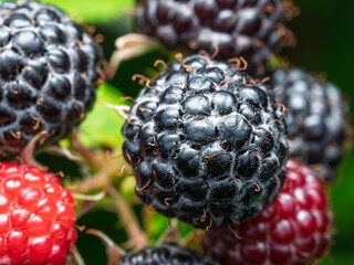 Close-up of ripe Black raspberries (Rubus occidentalis L.) showing seeds. Detailed surface macro shot of texture of fresh fruit. Organic farming, healthy food, BIO viands, back to nature concept.