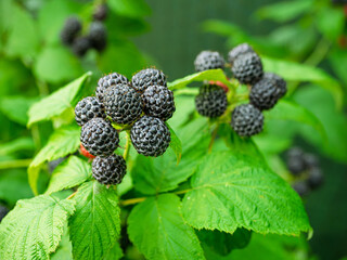 Bunch of ripe Black raspberries (Rubus occidentalis L.) growing on stem in garden. Detail of fresh fruits with green leaves. Organic farming, healthy food, BIO viands, back to nature concept.
