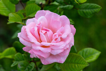 pink rose in garden