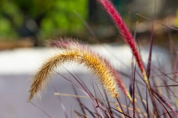 close up of  dry grass