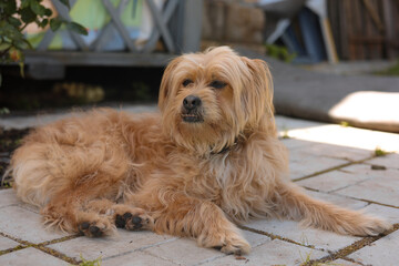 portrait of a small dog