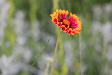 red flower in the garden