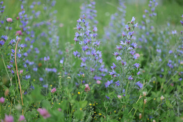 lavender field in the morning
