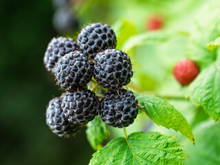 Close-up of growing ripe Black raspberries (Rubus occidentalis L.) on stem in garden. Detail of fresh fruit with green leaves. Organic farming, healthy food, BIO viands, back to nature concept.