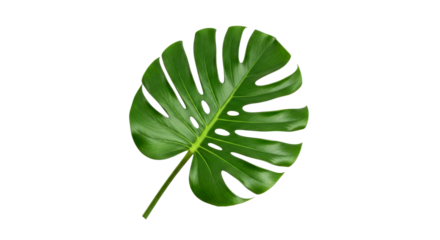 Monstera Deliciosa Leaf: Vibrant Green Tropical Plant