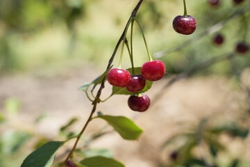 Ripe Cherries Hanging on Tree Branch – Summer Fruit Close-Up