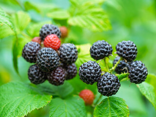 Close-up of growing ripe Black raspberries (Rubus occidentalis L.) on stem in garden. Detail of fresh fruit with green leaves. Organic farming, healthy food, BIO viands, back to nature concept.