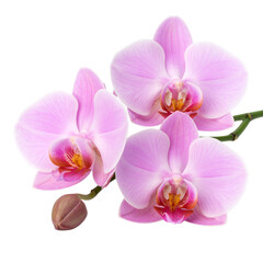 Close-Up of Blooming Pink Orchid Cluster on White Background