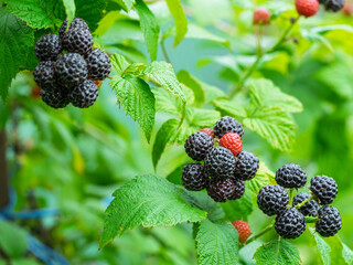 Bunch of ripe Black raspberries (Rubus occidentalis L.) growing on stem in garden. Detail of fresh fruits with green leaves. Organic farming, healthy food, BIO viands, back to nature concept.