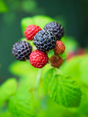 Close-up of growing ripe and unripe Black raspberries (Rubus occidentalis L.) on stem in garden. Detail of fresh fruit with green leaves. Organic farming, healthy food, BIO viands, back to nature