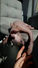 Sphynx cat resting lazily on a chair while interacting with a person's hand in sunny indoor setting