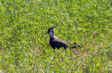 A Vanellus vanellus bird standing in the grass