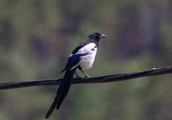 Close-up of a Pica pica bird sitting on a wire