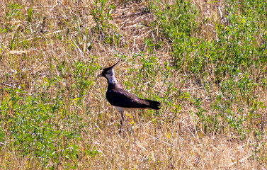 A Vanellus vanellus bird standing in the grass