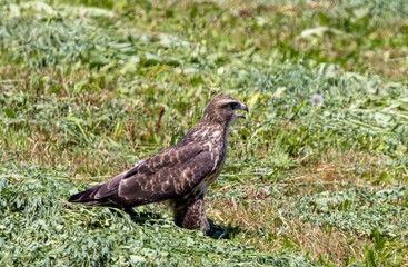 A Buteo buteo bird standing on the grass