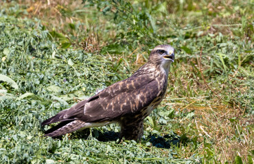 A Buteo buteo bird standing on the grass