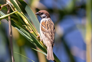 A Eurasian tree sparrow (Passer montanus) sitting on a reed stem