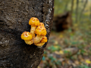 A cluster of golden scalycap mushrooms (Pholiota aurivella) growing on a decaying tree trunk in a...
