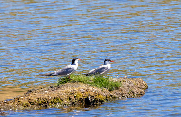 A pair of Sterna hirundo birds standing on a strip of land on the lake