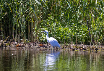 An Ardea alba bird standing on the lake shore