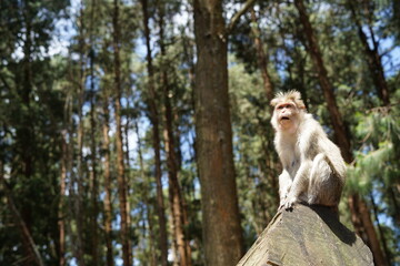 Angry monkey 