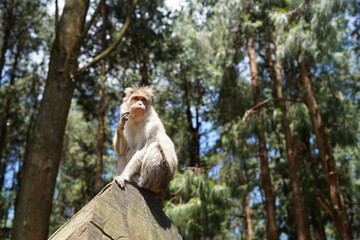 Monkey at bottom of roots