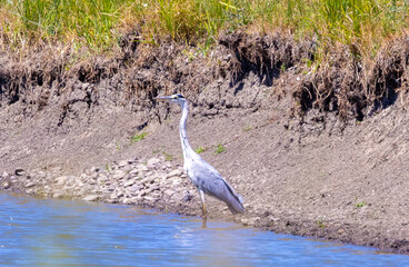 A grey heron ( Ardea cinerea) bird sitting on the shore of the lake