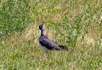 A Vanellus vanellus bird standing in the grass