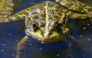 A Pelophylax lessonae frog standing on the surface of the water