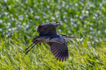 A Grey Heron (Ardea cinerea) in flight