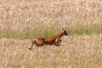 A deer leaping in a field of wheat