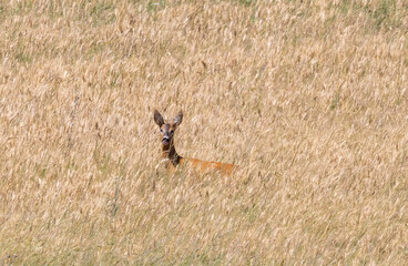 A roe deer in a yellowed wheat field