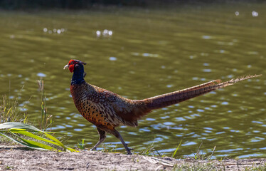A male pheasant (Phasianus colchicus) on the shore of a lake