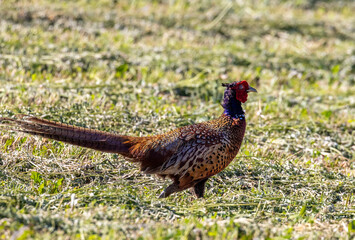 A male pheasant (Phasianus colchicus) in the natural environment