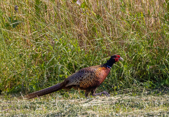Fototapeta premium A male pheasant (Phasianus colchicus) in the field