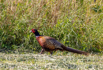 A male pheasant (Phasianus colchicus) in the natural environment
