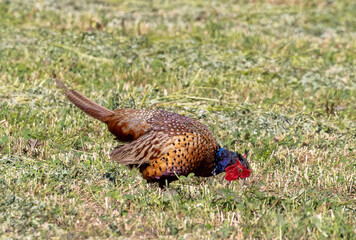 Fototapeta premium A male pheasant (Phasianus colchicus) foraging in the field