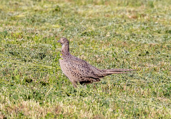 A female pheasant (Phasianus colchicus) in the natural environment